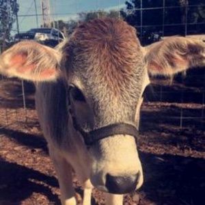 Meet your Posher, Allie